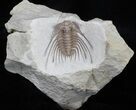 Stunning Kettneraspis Trilobite - Oklahoma #35952-3